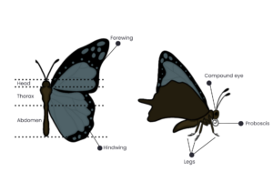 An image of a butterfly that has been labeled with different anatomical parts such as the proboscis, compound eye, legs, hindwing, forewing, head, thorax, and abdomen.