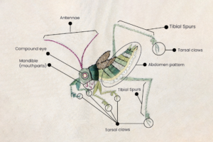 An embroidered rendition of a Chinese Bush Cricket. The embroidery has been labeled with different anatomical parts of the insects such as the tibial spurs, tarsal claws, abdomen pattern, mandible (mouthparts), compound eye, and antennae.