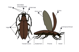 An image of a beetle that has been labeled with different anatomical parts such as the mandible (mouth parts), palps, legs, tarsal claws, antennae, hind wing, elytra, compound eye, abdomen, thorax, and head.