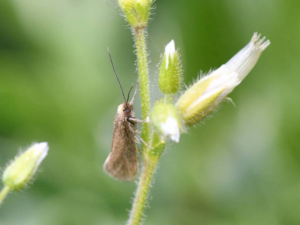 A small, light brown moth clings to a green stem. The stem has four white blooms that have not fully opened yet, all above the moth. The background is a blurred green.