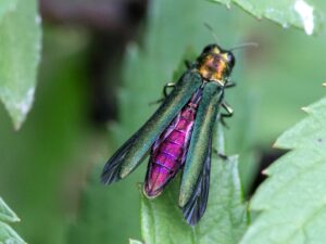 A long beetle clings to a green leaf. The beetle is iridescent and shimmering; its wing covers are green, its head is gold-green, and its body is purple.
