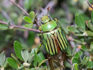An oval-shaped bright green beetle sits among numerous small dark green leaves. The beetle’s body has eight vertical silver stripes on its body. The beetle’s compound eyes are light blue, and it has two yellow antennae that end in three small branches.