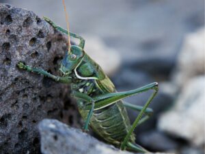 A dark green cricket climbs on a grey rock. The cricket has orange antennae, and its body has numerous green vertical bands on it.