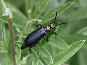 A long beetle clings to a green leaf. The beetle is iridescent and shimmering; its wing covers are purple-green, and its head and body are green-gold. Its legs and antennae are black.