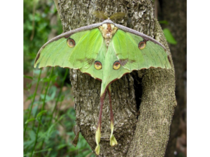 A large, bright green moth sits on a tree trunk with light brown bark. The moth has four eyespots, which are half orange and half yellow, split down the middle by the dark brown eye spot. The moth has large fuzzy yellow antennae, a fuzzy brown and white body, and its bottom wings end in long yellow and brown “tails” that are crossed over each other.