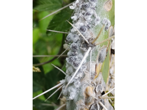 Many small, circular, deep red beetles sit on a cactus pad. The cactus has numerous sharp white spines. The beetles are all covered in a fine, white powder, which extends to cover part of the cactus pad as well.