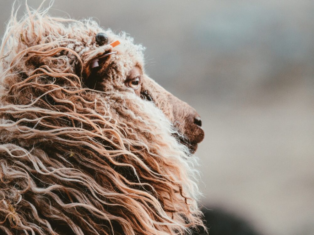 a fuzzy sheep with a brown face and wool with wool blowing in the breeze