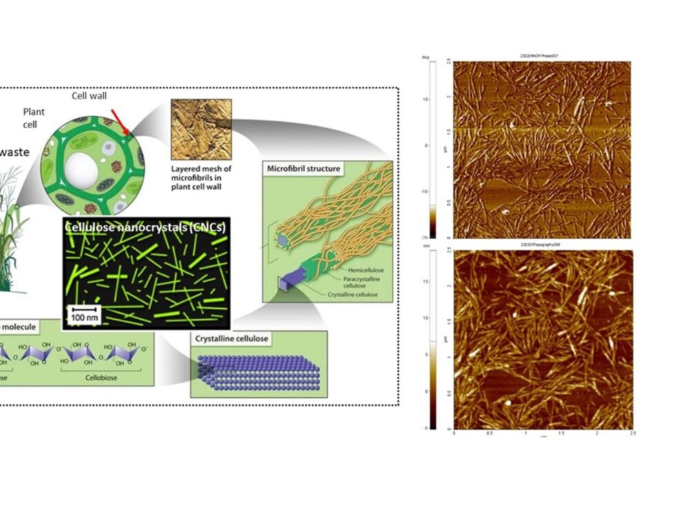 a graphic demonstration of cellulose nanocrystals from hemp waste under microscope enhancement
