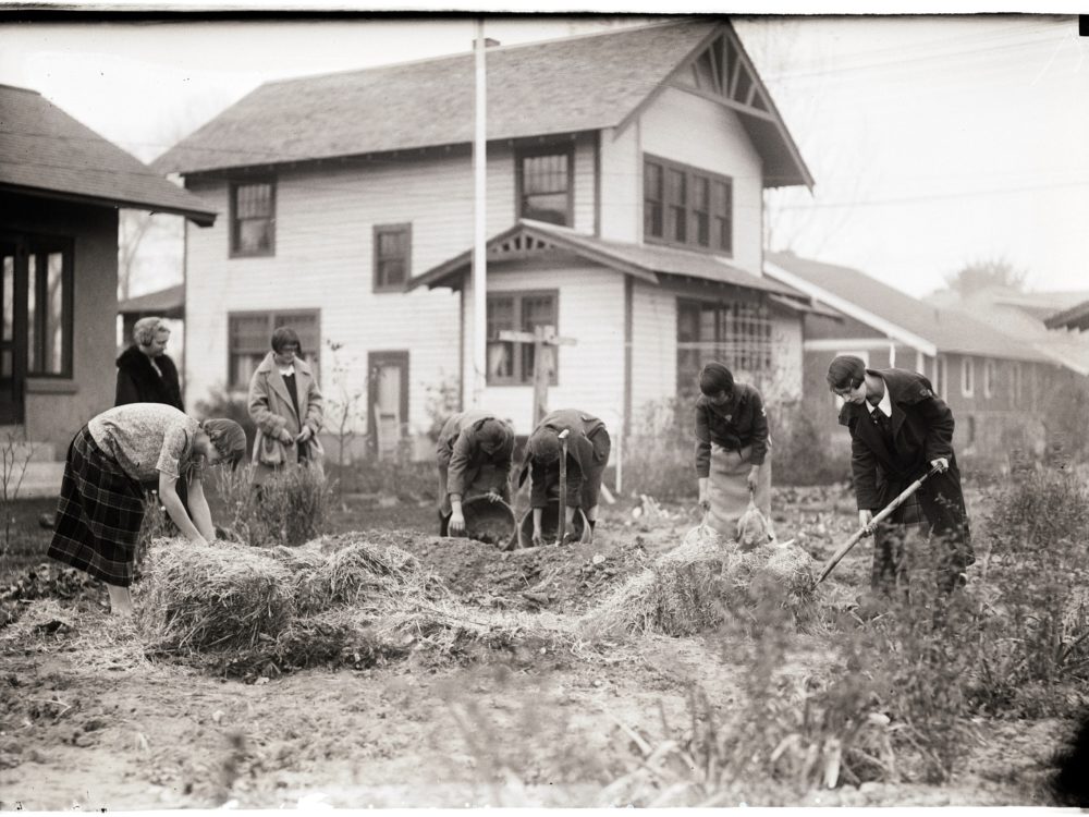 Storing winter vegetables outside under straw 1920's