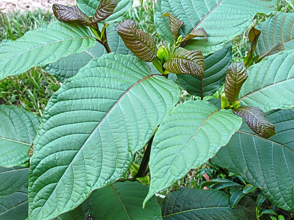 Kratom plant