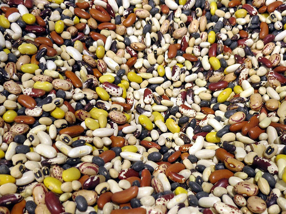 variety of beans