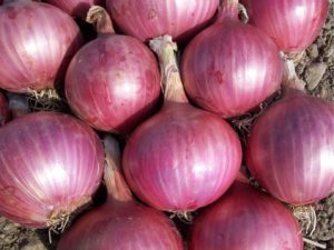 Red onions after harvesting
