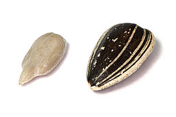 A sunflower seed next to a sunflower kernel