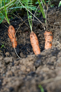 Carrots ready for harvest.