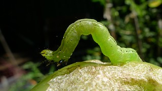 Looper Caterpillar, a common broccoli pest