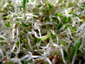 Alfalfa sprouts close up