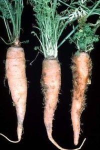 Carrots with Aster Yellow Disease