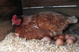 ,hen laying eggs in coop