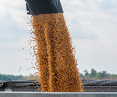 Corn being fed from harvester to trailer during harvest