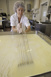 ,a curd knife being used to cut milk curds