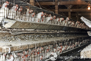 ,Egg laying hens in battery cages. Source: Farm Sanctuary.