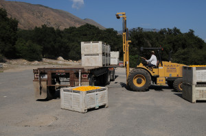 Goat loading field box onto open tractor-trailer.