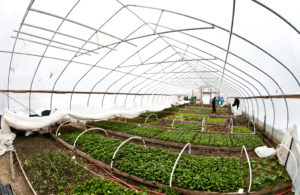Hoop house with leafy greens