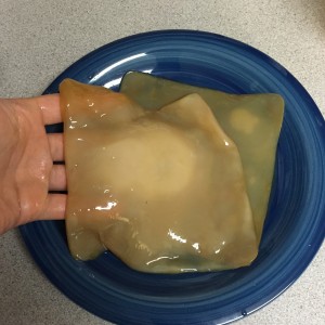 ,Two SCOBYs on a plate ready for fermentation. Photo by David Dekevich.