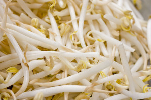 Mung bean sprouts up close
