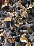 Wood ear mushrooms