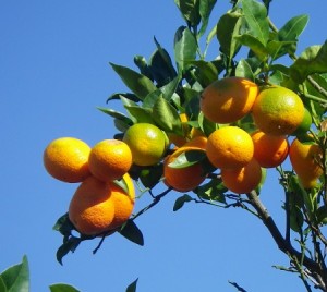 Sweet oranges on tree.