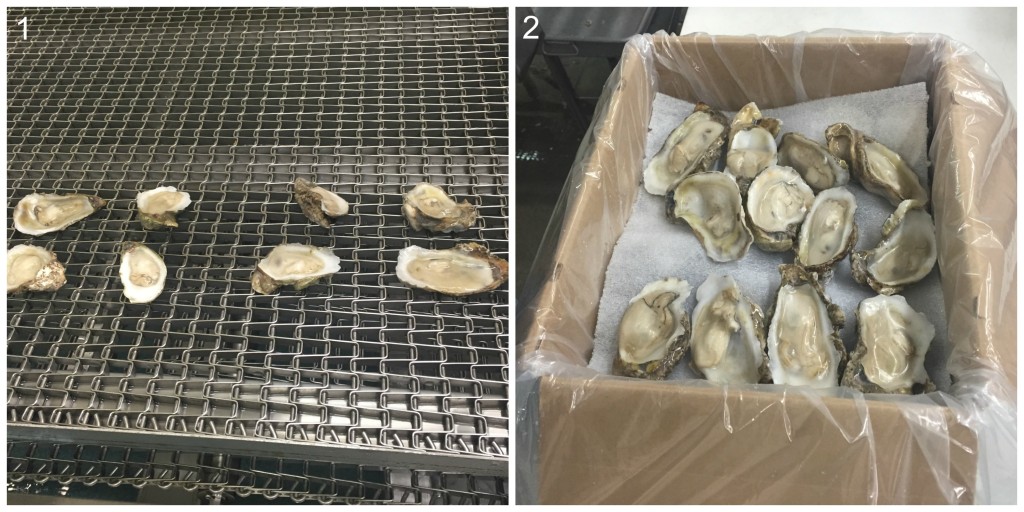 A collage of two images: 1) Oysters exit the nitrogen freezer. 2) Oysters are packed for shipping.