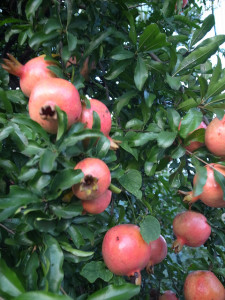 Pomegranates ripening on tree.