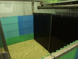 Seeds being irrigated in a sprouting chamber. One contaminated seed can infect the whole batch.