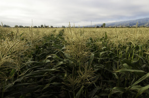 Cornfields ready for harvest