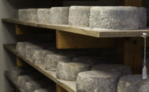 ,cheese aging on shelves
