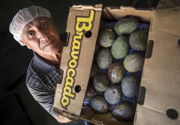Cruz Sandoval a buyer with Ingardia Bros. Produce Inc., holds one of only about 30 cases of avocados in the company’s warehouse