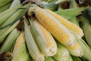 Ears of a bodacious sweet corn variety
