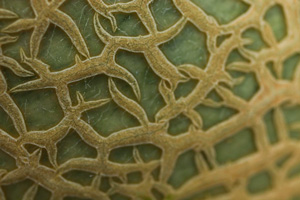 A close-up image of cantaloupe rind