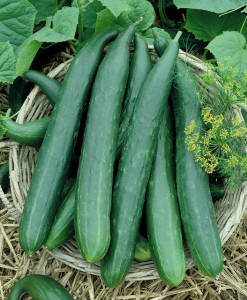 A basket of burpless cucumber