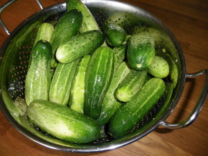 Kirby cucumbers in a colander