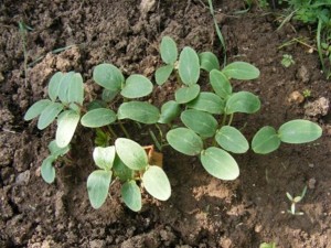 Cucumber plant after germination, growing in the soil.