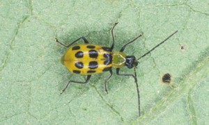 The spotted cucumber beetle, Diabrotica undecimpunctata howardi Barber.