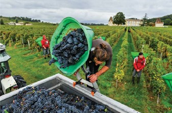 Handpicked grapes in a bucket being dumped into a trailer by a worker