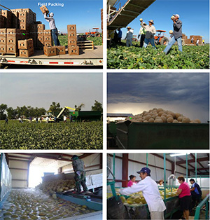 Images of cantaloupes being harvested by hand