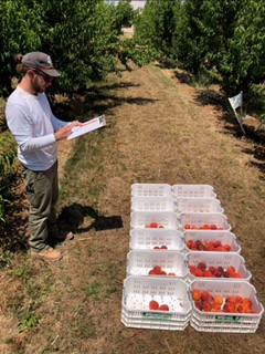 A worker checking peach quality in the field after picking