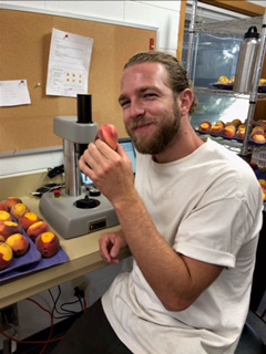 A worker testing Peach Firmness and Taste