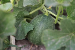 A small watermelon on the vine