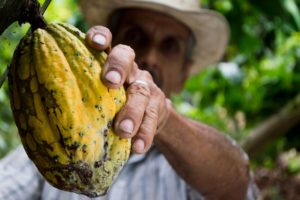 ,Farmer harvesting a cocoa bean from a cacao tree