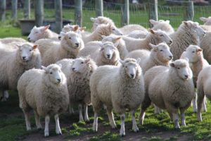 ,Sheep on a sheep farm